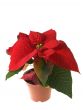Christmas decoration poinsettia