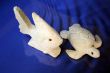 The coral fish and turtle