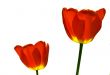 Red tulips isolated on white background