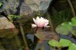 Water lilly on water