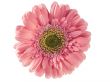 Pink gerbera isolated on white