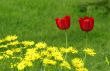 Yellow flowers and red tulips in spring garden.
