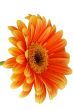 Orange gerbera isolated on white
