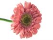 Pink gerbera isolated on white