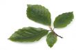  beechen  leafs over white
