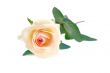 Pink rose isolated on white