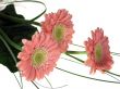 Pink gerbera isolated on white