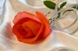 Red rose with silver ribbon