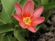 Spring red flower