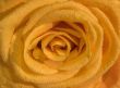 Close up of orange rose