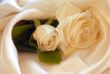 White  rose