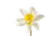 Beautiful spring flower narcissus isolated