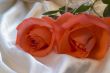 Red rose with silver ribbon