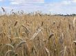 ripe golden barley stalk