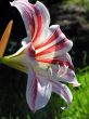 Lilly
