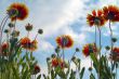 Orange gerbera on blue sky background