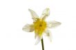 Beautiful spring flower narcissus isolated