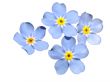 Forget-me-not isolated