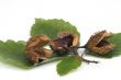 Twig of beechen with leafs over white