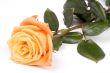 Close up of orange rose isolated