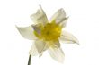 Beautiful spring flower narcissus isolated