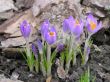 Crocus, spring flower