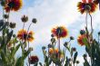 Fresh orange daisy on sky background