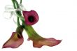 Red flower with silver ribbon isolated