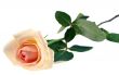Pink rose isolated on white