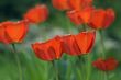 Red tulips