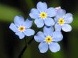 Forget-me-not blue flower