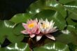 Pink water lilly on leafs