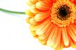 Orange gerbera isolated on white