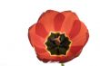 Red tulips isolated