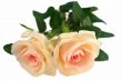 Pink rose isolated on white
