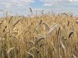 ripe golden barley stalk