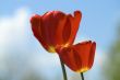 Red tulips on sky background