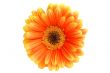 Orange gerbera isolated on white