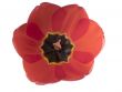 Red tulips isolated
