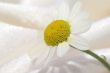 Close up of camomille on silk background