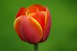 Close-up of beautiful tulip on green background