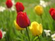 Tulips in spring garden