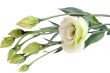 Bunch of white roses isolated