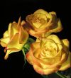 rose on black background