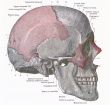 Dissection of the human head