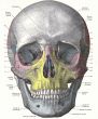 Dissection of the human head