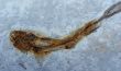 Fossil fish