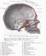 Dissection of the human head