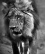 Black And White Lion