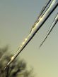 Icicle